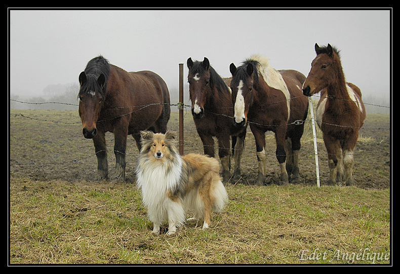 chyara parmis les grand 4 pattes _DSC8899