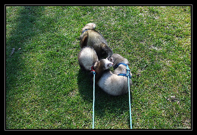 sortie fufus chiens DSCF7245
