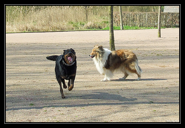 sortie fufus chiens DSCF7248