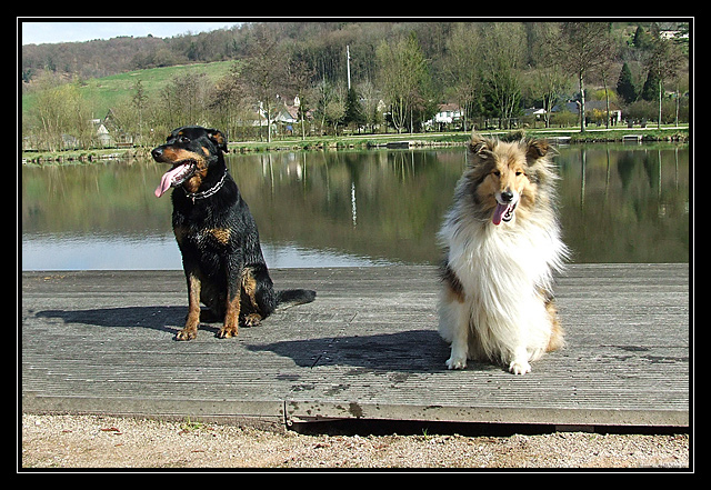sortie fufus chiens DSCF7251