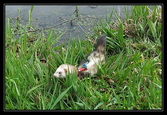 sortie fufus chiens DSCF7258