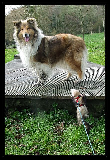 sortie fufus chiens DSCF7264